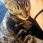 Cyrus joined the competition — help win amazing prizes! affection, animal, cat, close_up, cozy, cute, domestic_cat, feline, fur, hand, human, indoor, kitten, nap, pet, resting, sleeping, soft, tabby, whiskers