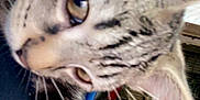 Cyrus joined the competition — help win amazing prizes! animal, background, cage, cat, close_up, curious, domestic, ear, eye, feline, fur, indoor, mammal, paw, pet, pet_accessory, playful, striped, tabby, whiskers
