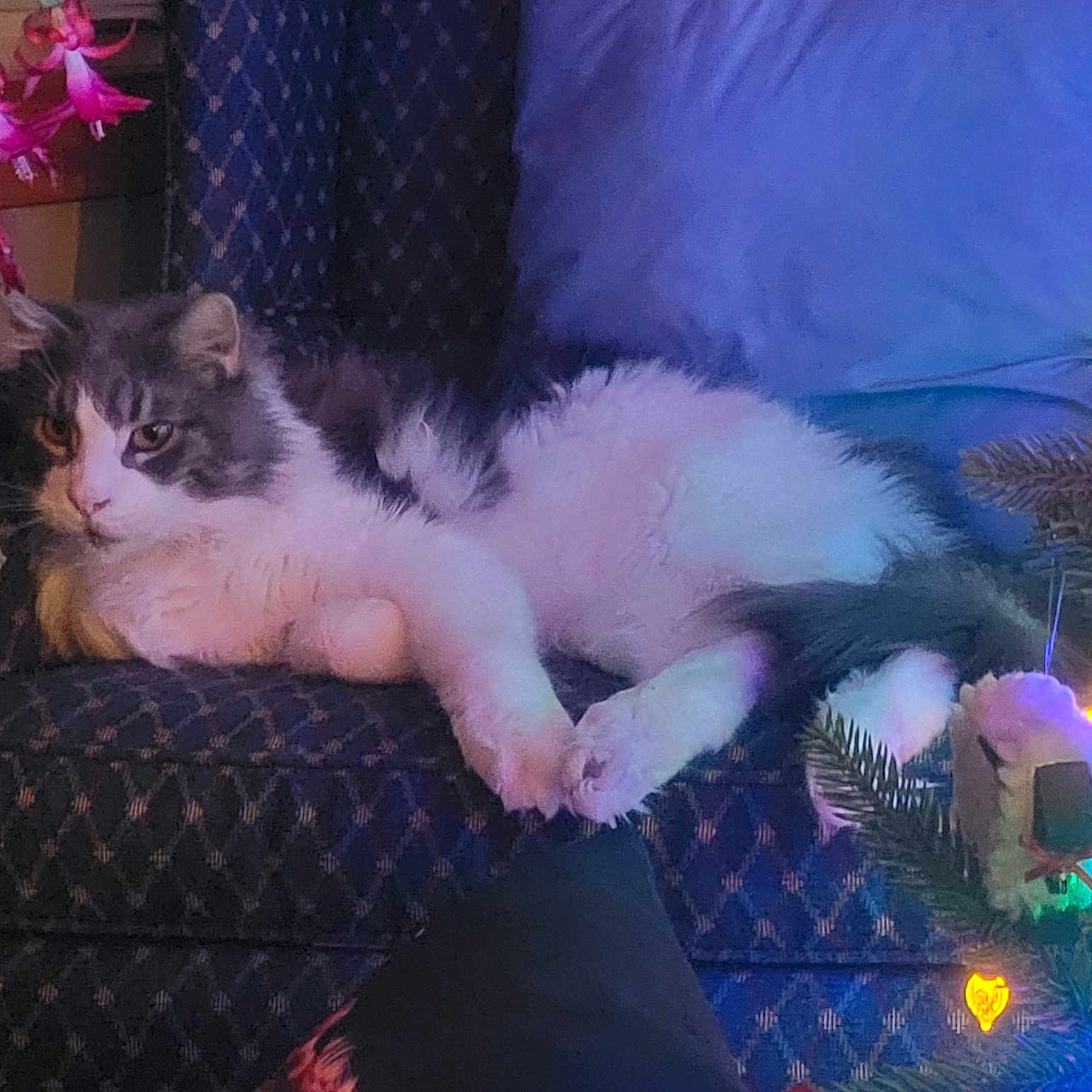 Otis is registered to the contest to win money with this photo: animal, architecture, building, cat, chair, couch, cushion, flower, furniture, homedecor, indoors, kitten, lighting, livingroom, manx, pet, plant, pottedplant, purple, room