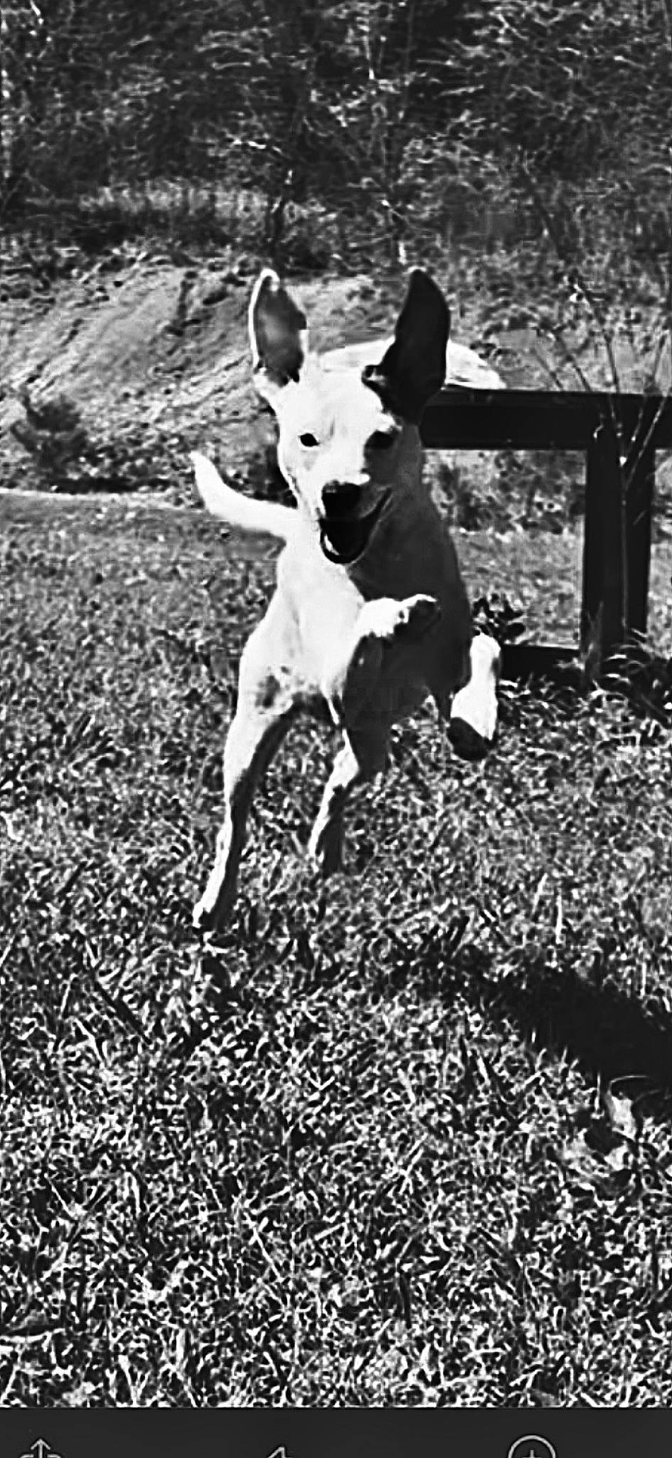 Row is registered to the contest to win money with this photo: black_and_white, canidae, carnivore, companion_dog, dog, dog_breed, fawn, fence, grass, monochrome, monochrome_photography, plant, shadow, snout, sporting_group, stock_photography, style, tail, terrestrial_animal, terrier