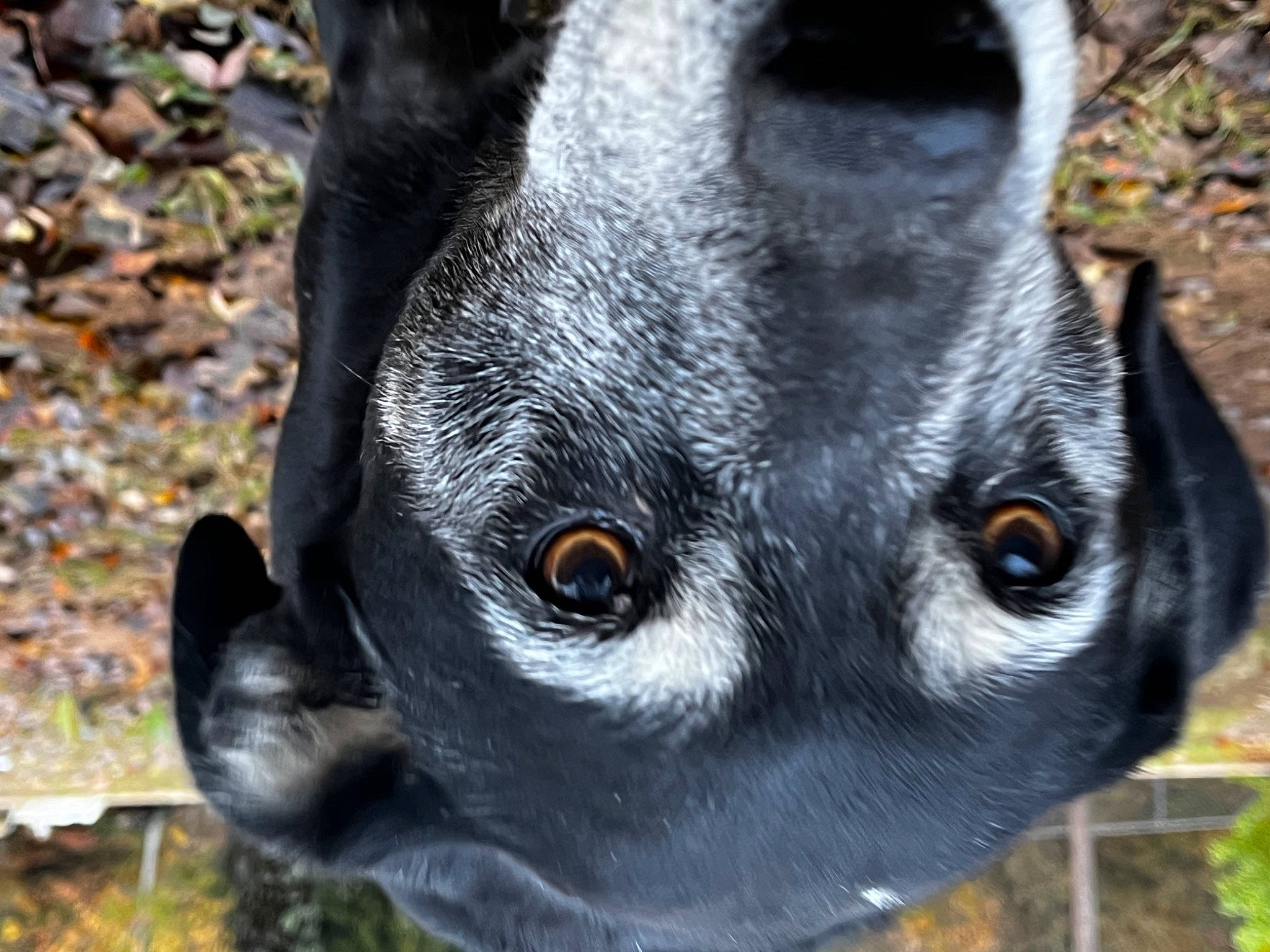 Macy joined the competition — help win amazing prizes! canidae, carnivore, close_up, collar, companion_dog, dog, dog_breed, dog_collar, ear, eye, fawn, fur, grass, plant, snout, sporting_group, terrestrial_animal, toy_dog, whiskers, working_animal