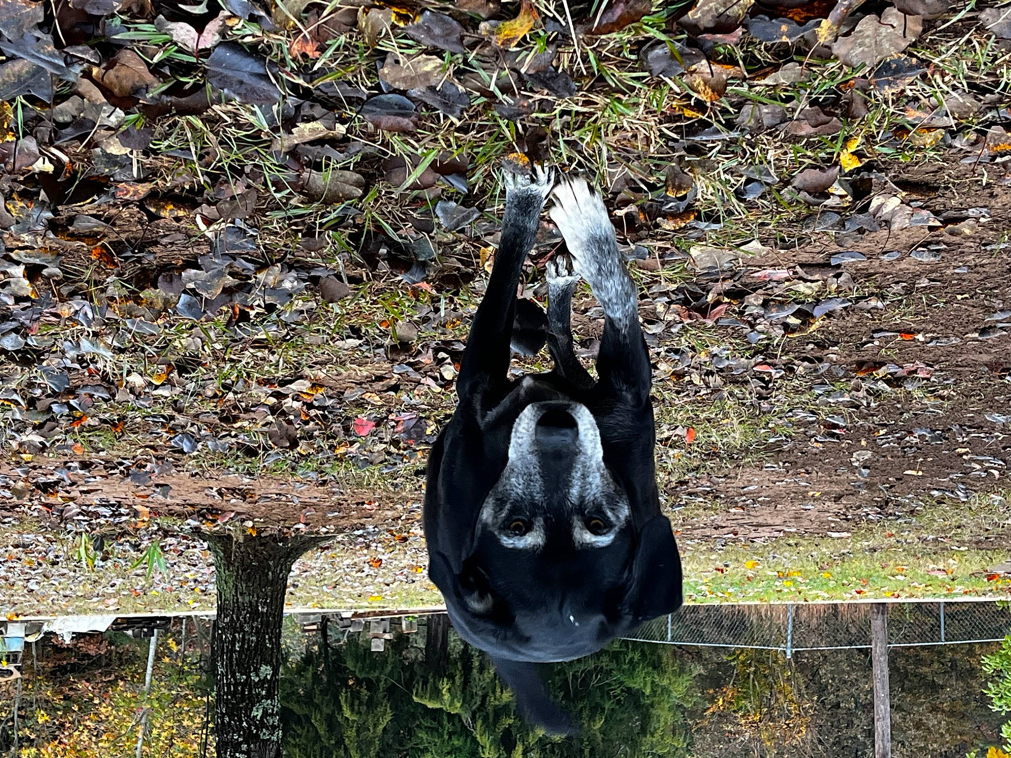 Macy joined the competition — help win amazing prizes! _geese_and_swans, bat, beak, bird, ducks, flightless_bird, grass, metal, plant, soil, terrestrial_animal, wildlife, wing