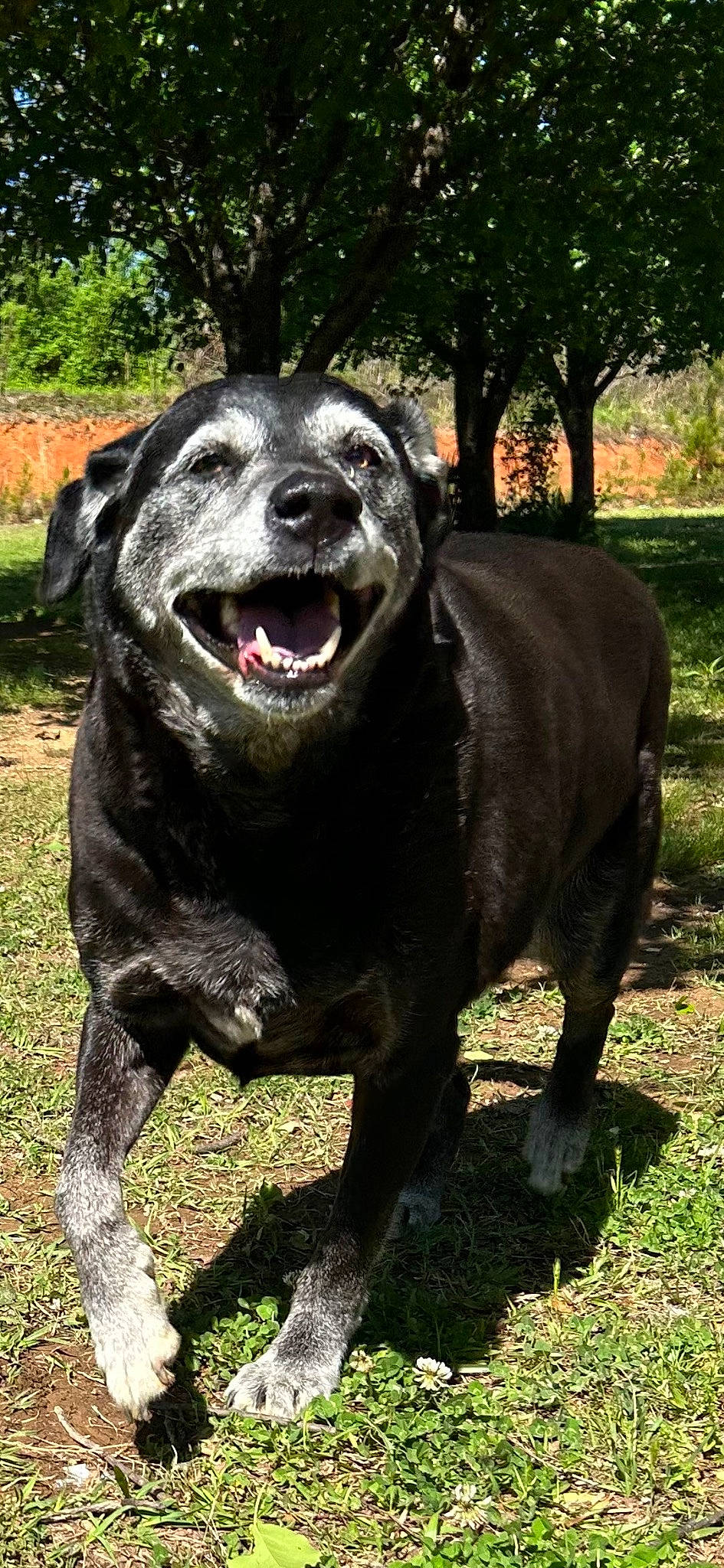 Macy is registered to the contest to win money with this photo: art, borador, canidae, carnivore, companion_dog, dog, dog_breed, dog_collar, grass, gun_dog, plant, sculpture, snout, sporting_group, tail, terrestrial_animal, tree, whiskers, working_animal, working_dog