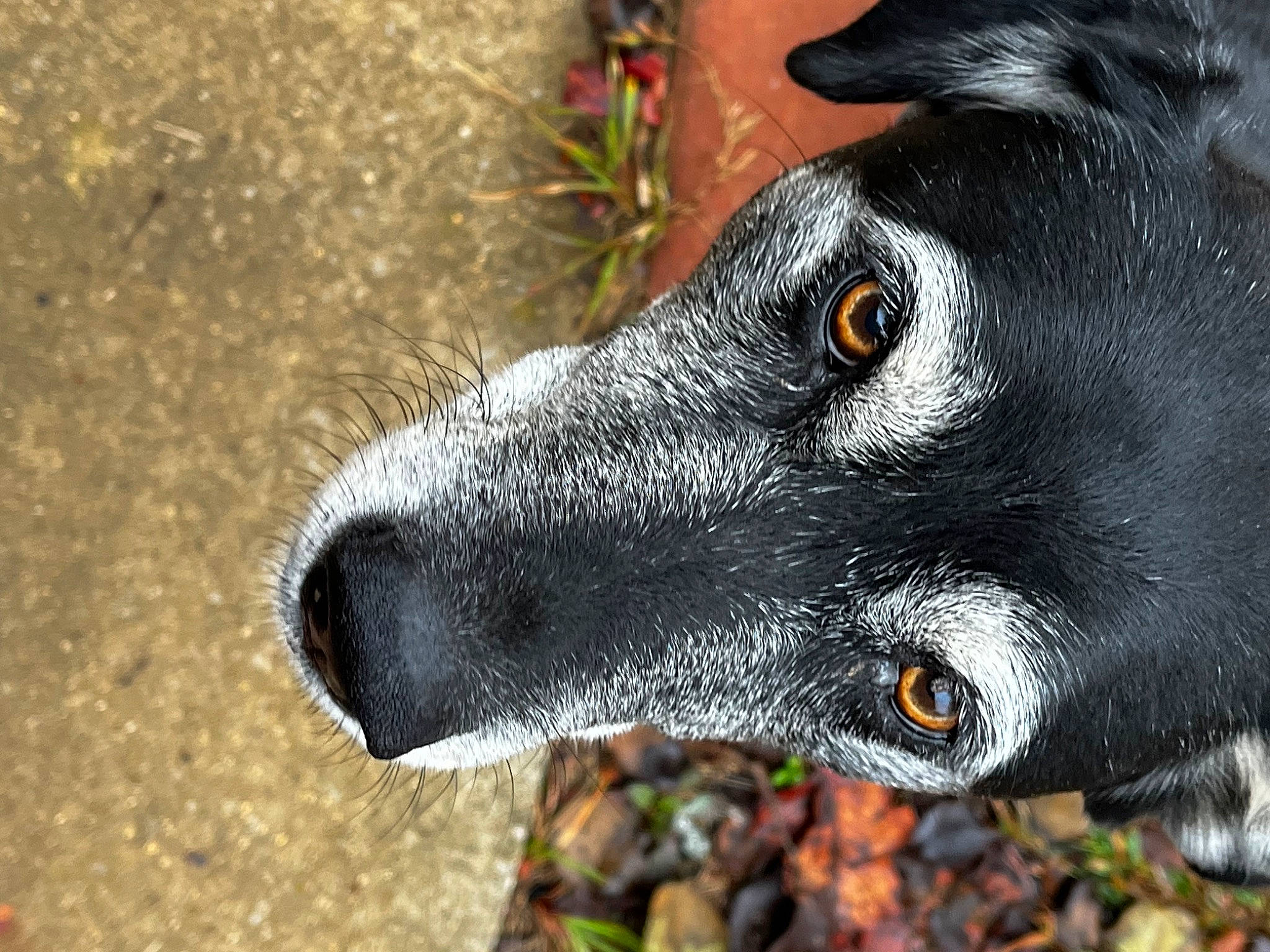 Macy is registered to the contest to win money with this photo: carnivore, collar, dog, dog_breed, dog_collar, flowerpot, fur, grass, guard_dog, hunting_dog, plant, snout, soil, whiskers, working_animal, working_dog