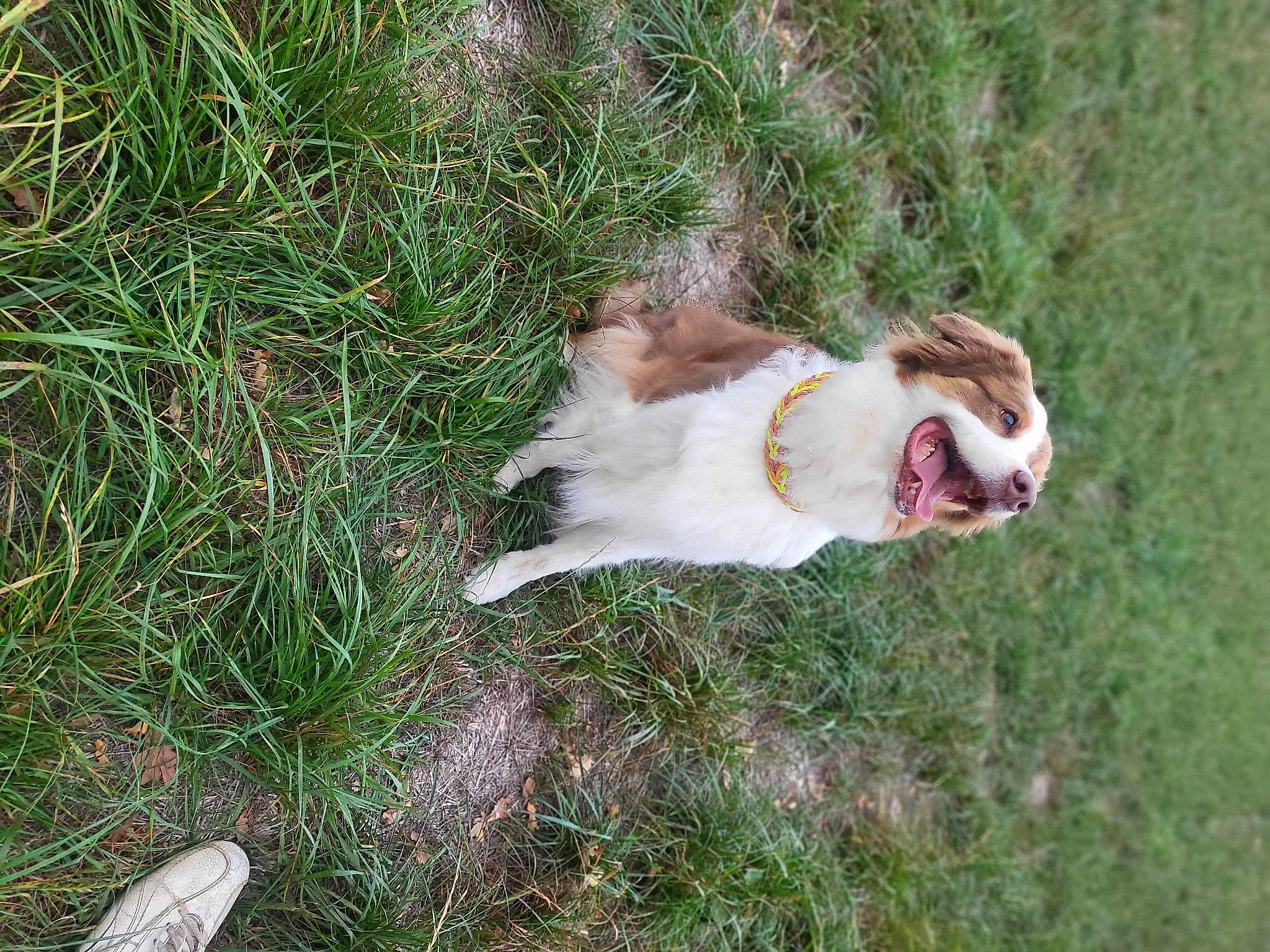 Polly a rejoint le concours — aidez-le/la à gagner de superbes lots ! australian_shepherd, canidae, carnivore, collie, companion_dog, dog, dog_breed, fawn, felidae, fur, grass, grassland, herbaceous_plant, pasture, plant, small_to_medium_sized_cats, sporting_group, tail, whiskers