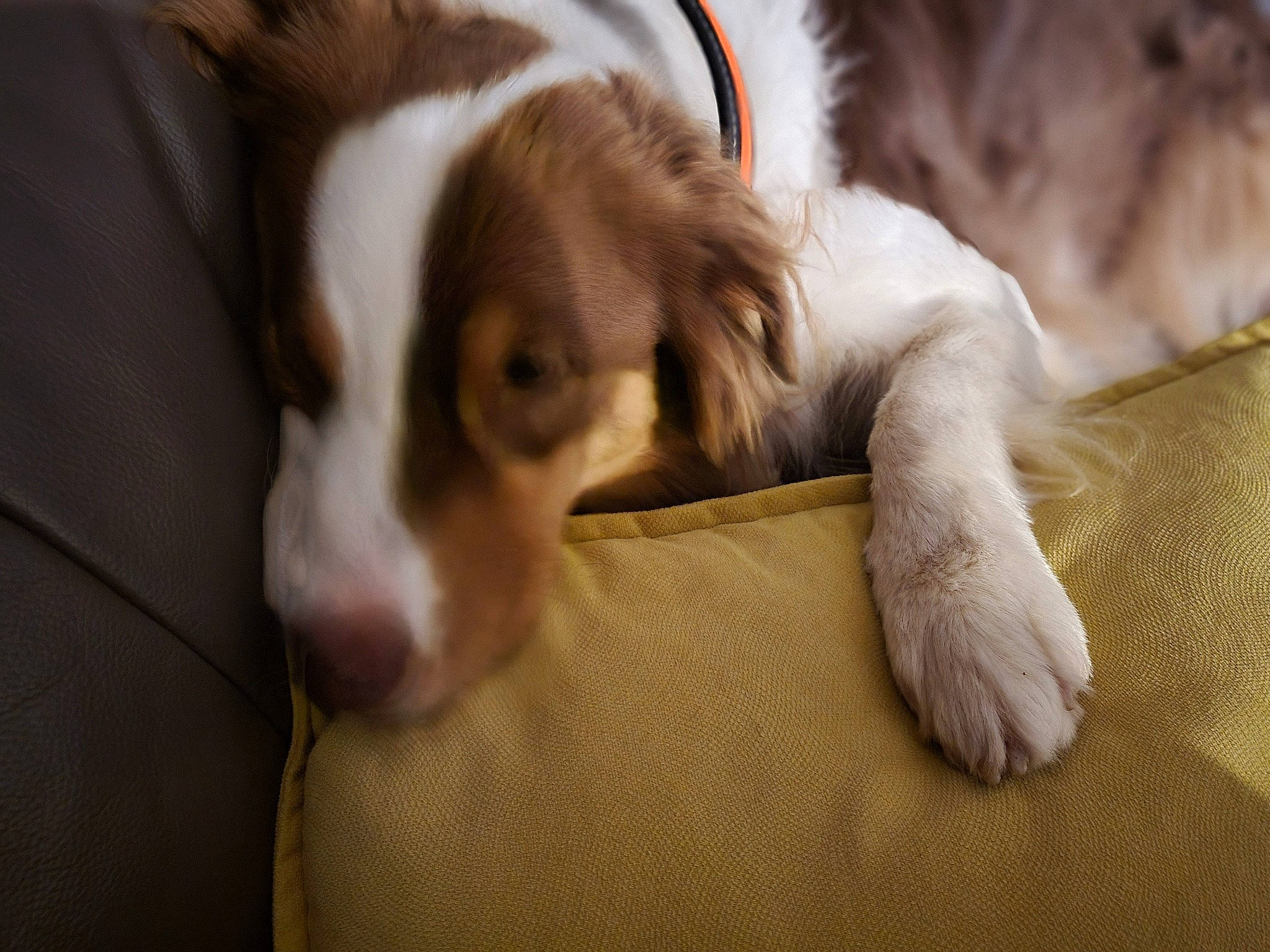 Polly participe au concours pour gagner de l'argent avec cette photo : bored, canidae, carnivore, comfort, companion_dog, dog, dog_breed, fawn, fur, gun_dog, hound, liver, paw, puppy_love, snout, spaniel, sporting_group, terrestrial_animal, whiskers, working_animal
