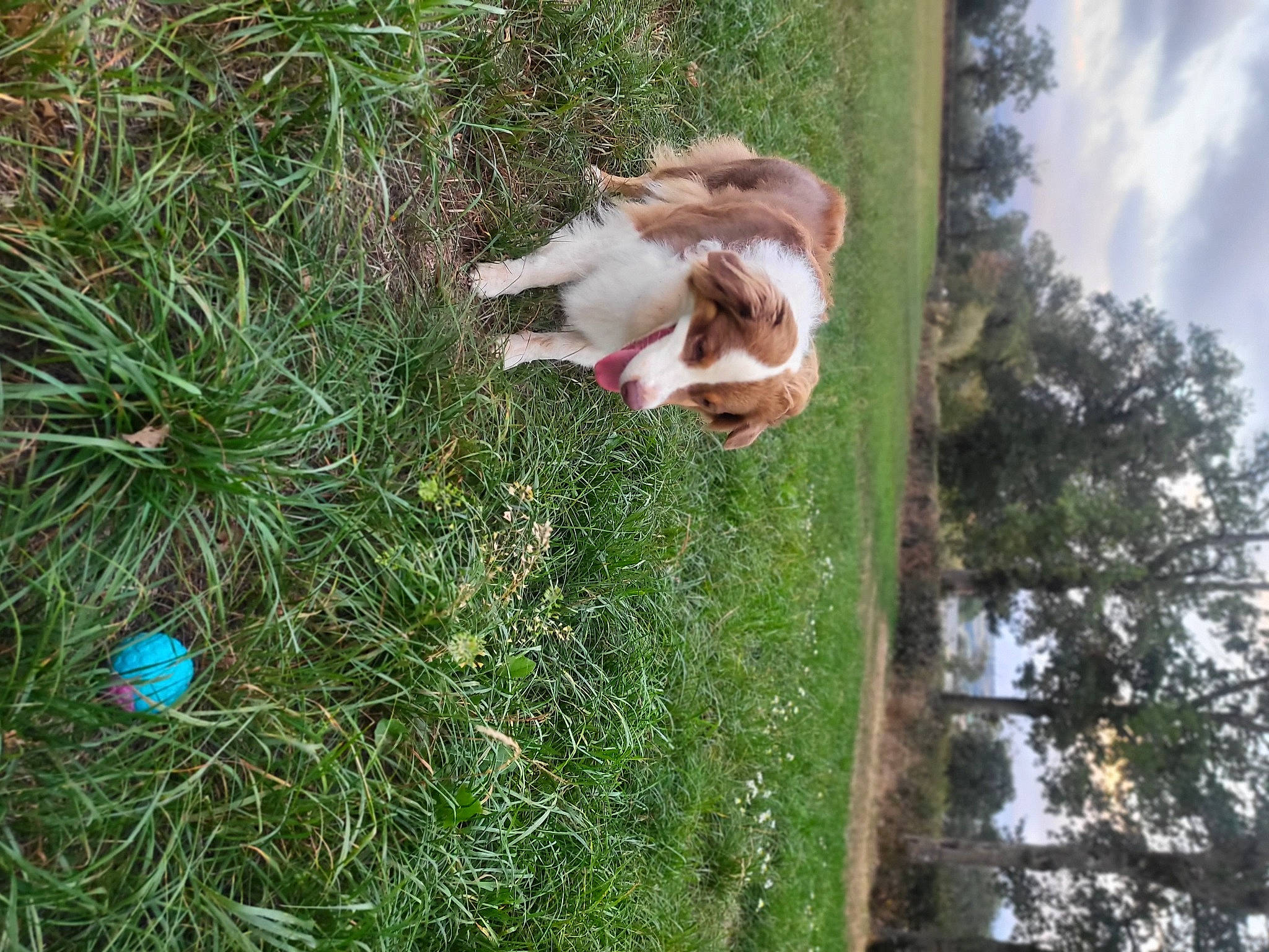 Polly participe au concours pour gagner de l'argent avec cette photo : canidae, carnivore, cloud, companion_dog, dog, dog_breed, fawn, felidae, grass, groundcover, pasture, people_in_nature, plant, sky, sporting_group, tail, terrestrial_animal, tree, wildlife, wood