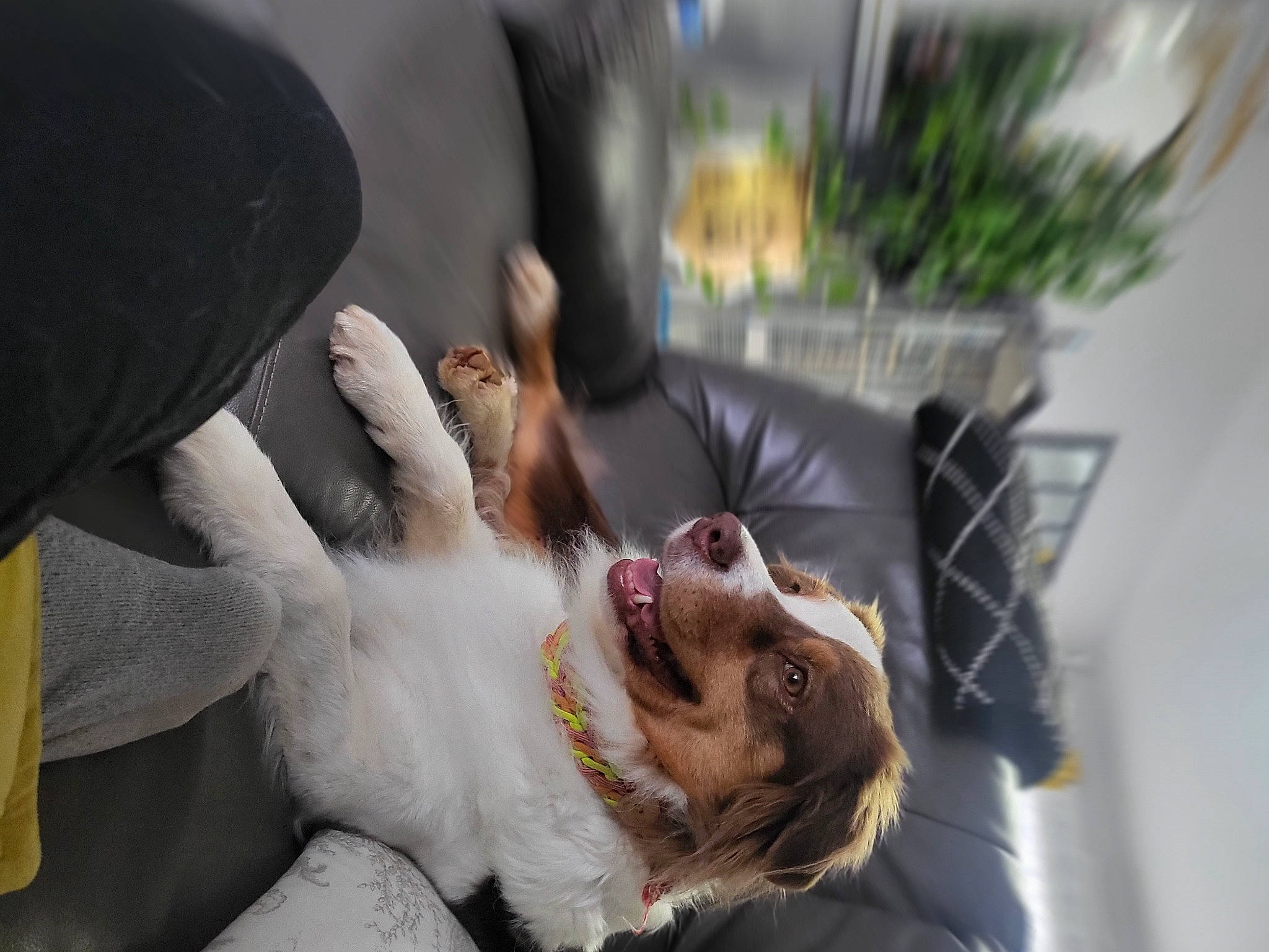 Polly a rejoint le concours — aidez-le/la à gagner de superbes lots ! canidae, carnivore, comfort, companion_dog, couch, dog, dog_breed, ear, fawn, flowerpot, fur, gesture, houseplant, plant, puppy, spaniel, sporting_group, toy_dog, whiskers, yawn