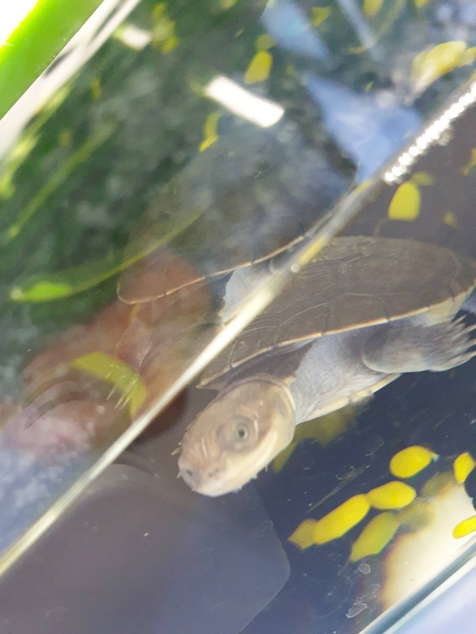 Squizz a rejoint le concours — aidez-le/la à gagner de superbes lots ! amphibian, fish, tadpole