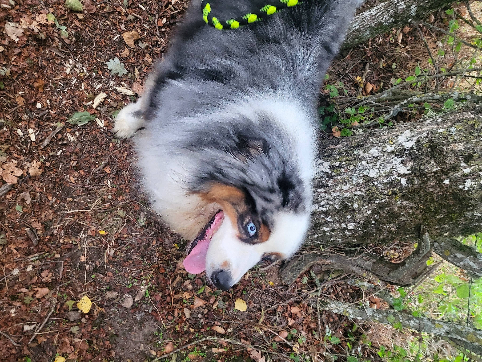 Olympe a rejoint le concours — aidez-le/la à gagner de superbes lots ! carnivore, companion_dog, dog, dog_breed, foot, fur, grass, herding_dog, miniature_australian_shepherd, paw, plant, soil, tail, terrestrial_animal, whiskers, wildlife, working_dog