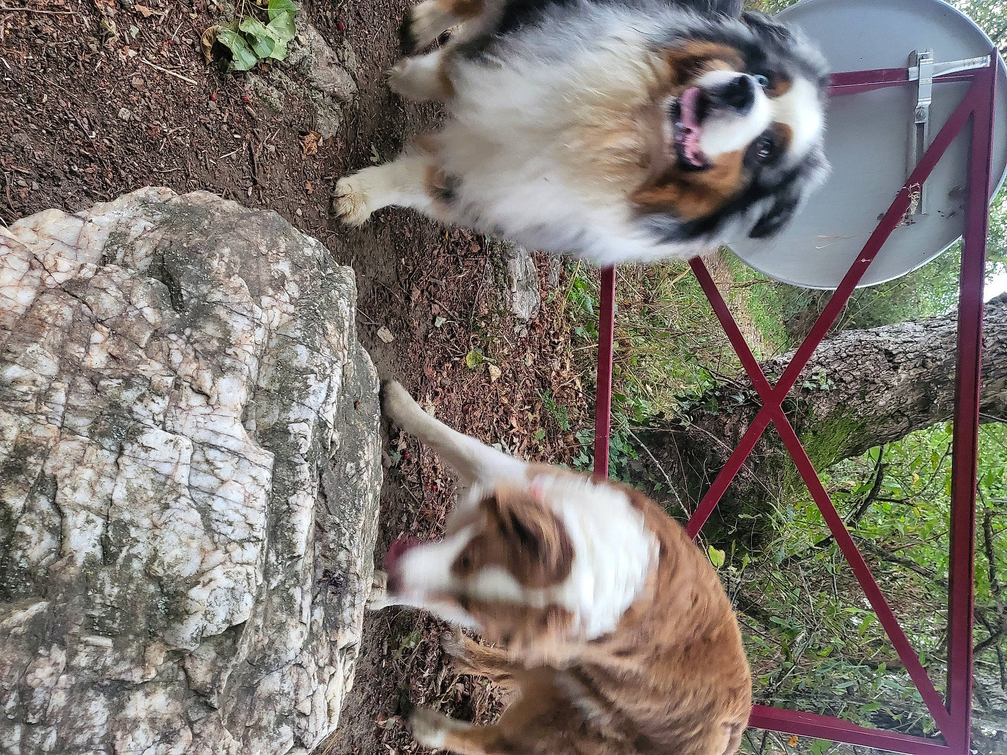 Olympe participe au concours pour gagner de l'argent avec cette photo : bedrock, canidae, carnivore, cat, collar, companion_dog, dog_breed, fawn, felidae, fur, grass, mammal, pet_supply, small_to_medium_sized_cats, snout, sporting_group, tail, vertebrate, whiskers, wildlife