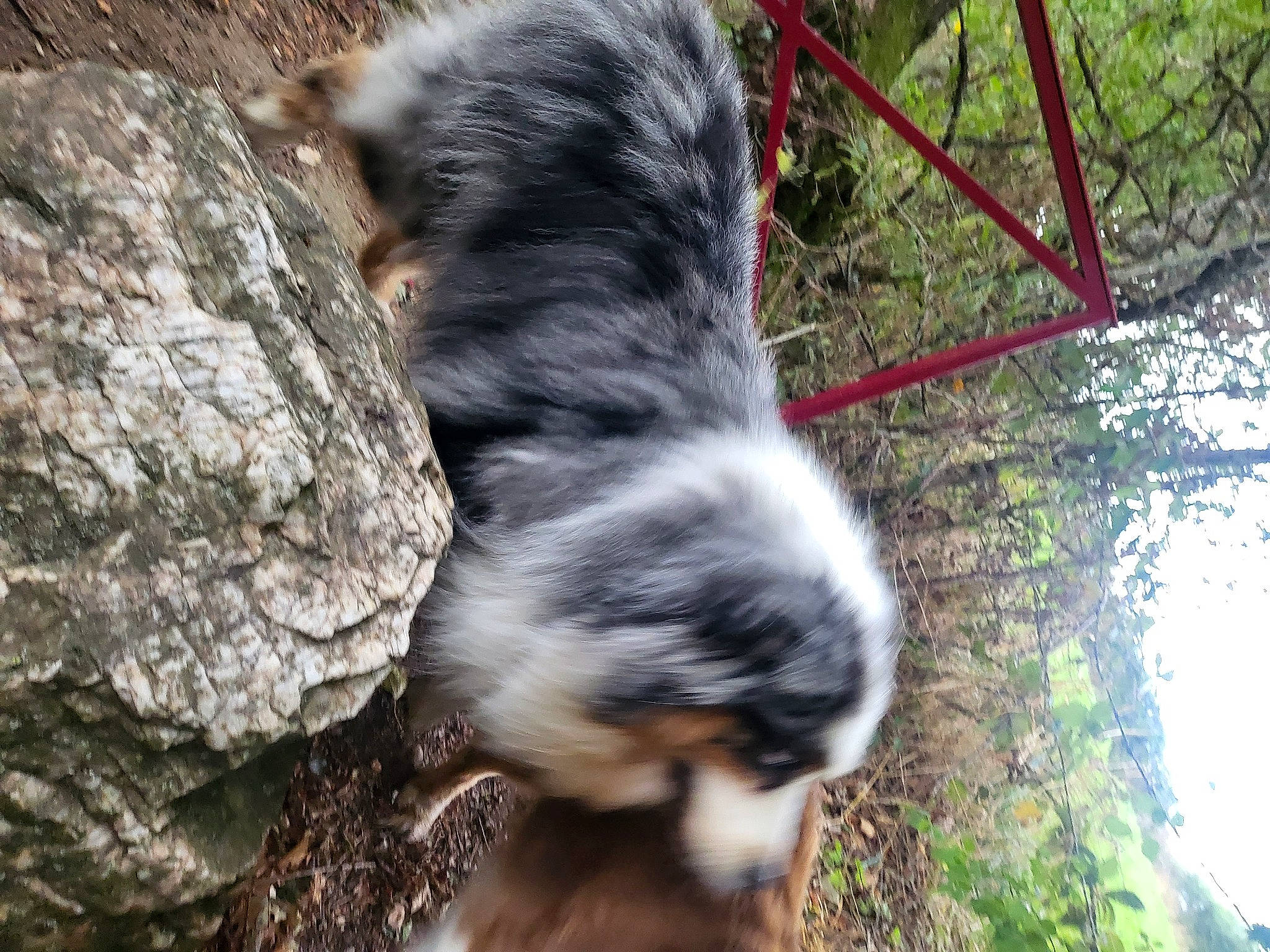 Olympe participe au concours pour gagner de l'argent avec cette photo : canidae, carnivore, companion_dog, dog, dog_breed, forest, fur, grass, herding_dog, livestock, plant, soil, sporting_group, tail, terrestrial_animal, terrier, tree, wildlife, wood, working_animal