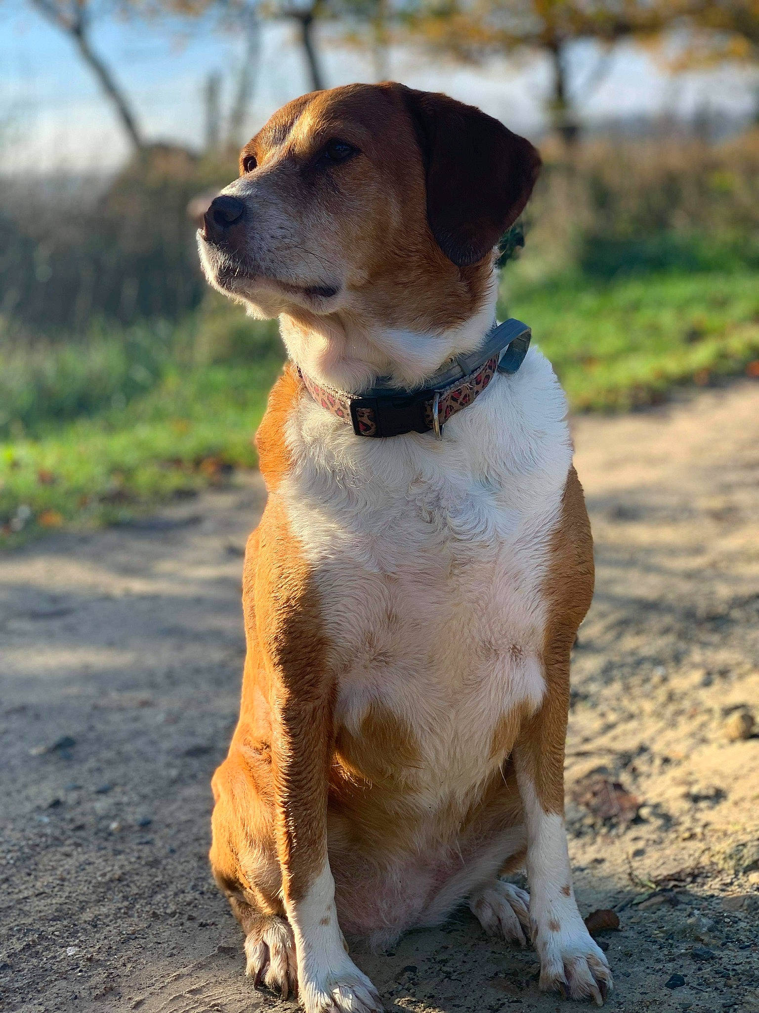 Gessy a rejoint le concours — aidez-le/la à gagner de superbes lots ! american_foxhound, beagle, canidae, carnivore, companion_dog, dog, dog_breed, english_foxhound, fawn, harrier, hound, hunting_dog, mammal, portuguese_pointer, rare_breed_dog, snout, sporting_group, vertebrate