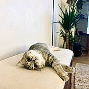 Aika a rejoint le concours — aidez-le/la à gagner de superbes lots ! cat, gray_cat, tabby, pet, animal, feline, bench, cushion, indoor, houseplant, living_room, floor, rug, wooden_furniture, relaxed, curious, stretching, home, cozy, domestic