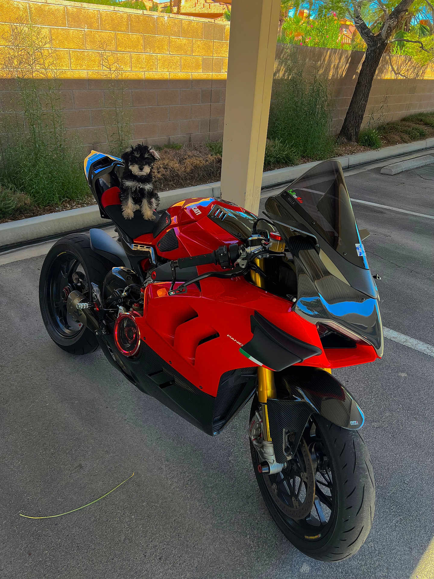 Desmo is registered to the contest to win money with this photo: puppy, motorcycle, red_motorcycle, outdoor, parking_lot, black_and_white_dog, small_dog, pet, vehicle, wheels, asphalt, daylight, fence, tree, handlebars, seat, tire, shadow, nature, parked_vehicle