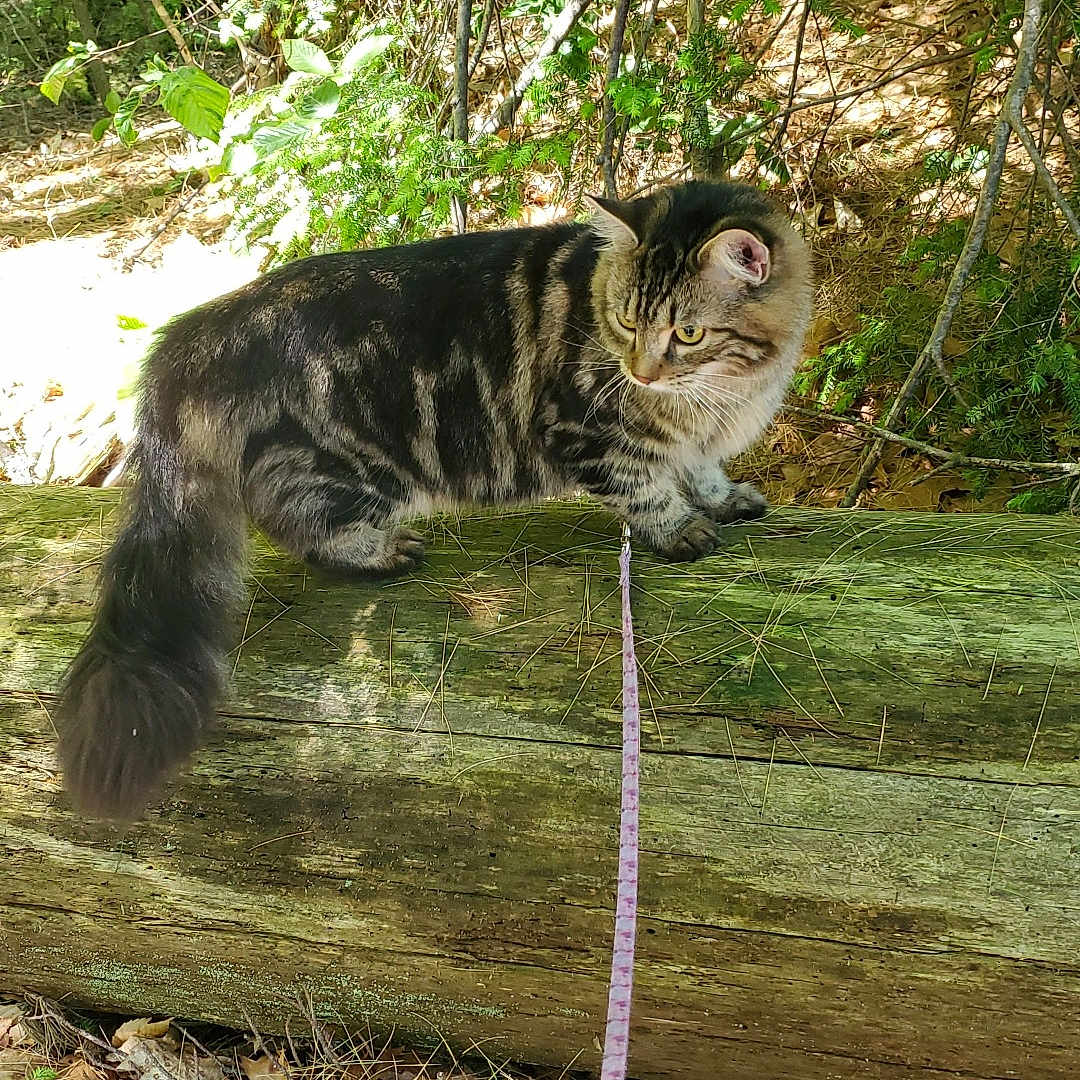 Angel joined the competition — help win amazing prizes! face, green, grove, head, herbal, herbs, jungle, land, nature, outdoors, person, photography, plant, portrait, rock, soil, tree, vegetation, wilderness, woodland