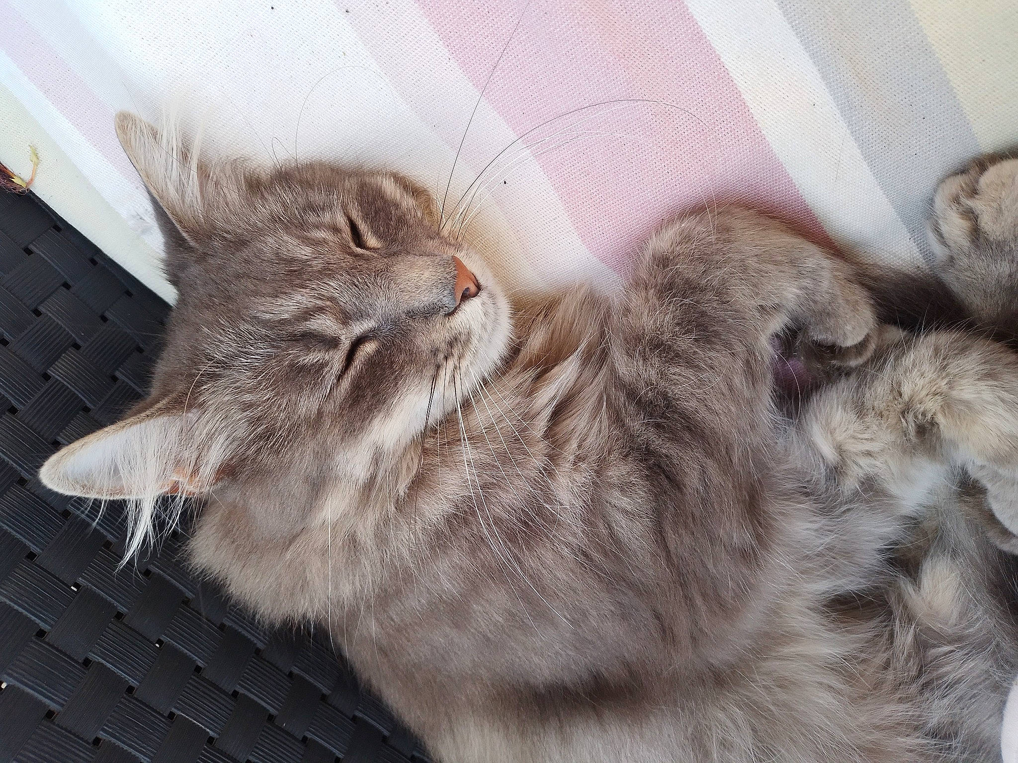 Nini a rejoint le concours — aidez-le/la à gagner de superbes lots ! carnivore, cat, claw, comfort, domestic_short_haired_cat, fawn, felidae, fur, grey, nap, paw, sleep, small_to_medium_sized_cats, tail, terrestrial_animal, whiskers