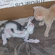 Nouss participe au concours pour gagner de l'argent avec cette photo : kitten, cat, animal, pet, box, blanket, furry, cute, playful, indoor, young, two_kittens, resting, curious, soft, brown, white, gray, cozy, sleeping