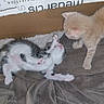 kitten, cat, animal, pet, box, blanket, furry, cute, playful, indoor, young, two_kittens, resting, curious, soft, brown, white, gray, cozy, sleeping