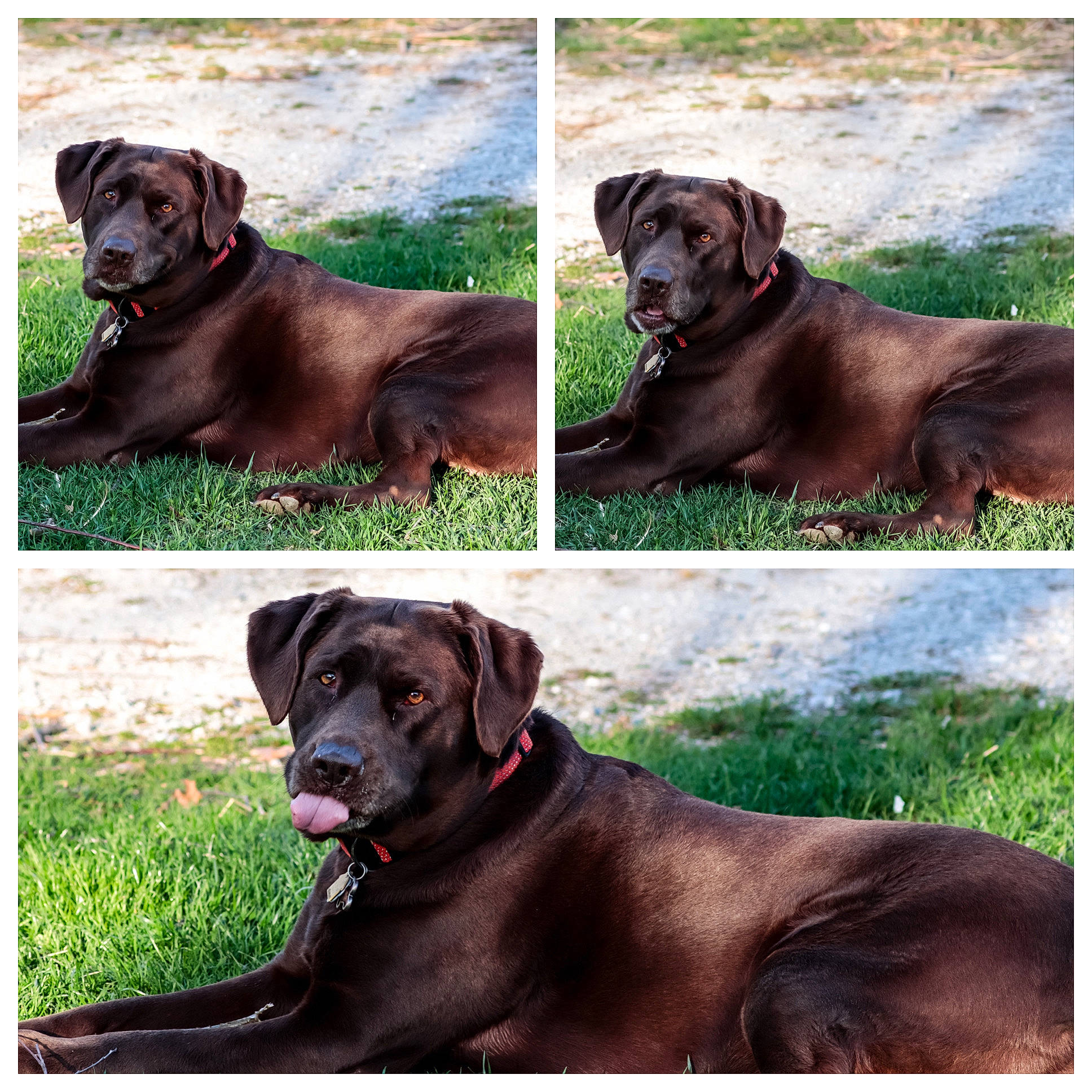 Denali joined the competition — help win amazing prizes! brown, canidae, carnivore, collar, companion_dog, dog, dog_breed, dog_collar, fawn, grass, green, gun_dog, liver, mammal, pet_supply, plant, snout, sporting_group, vertebrate, working_animal