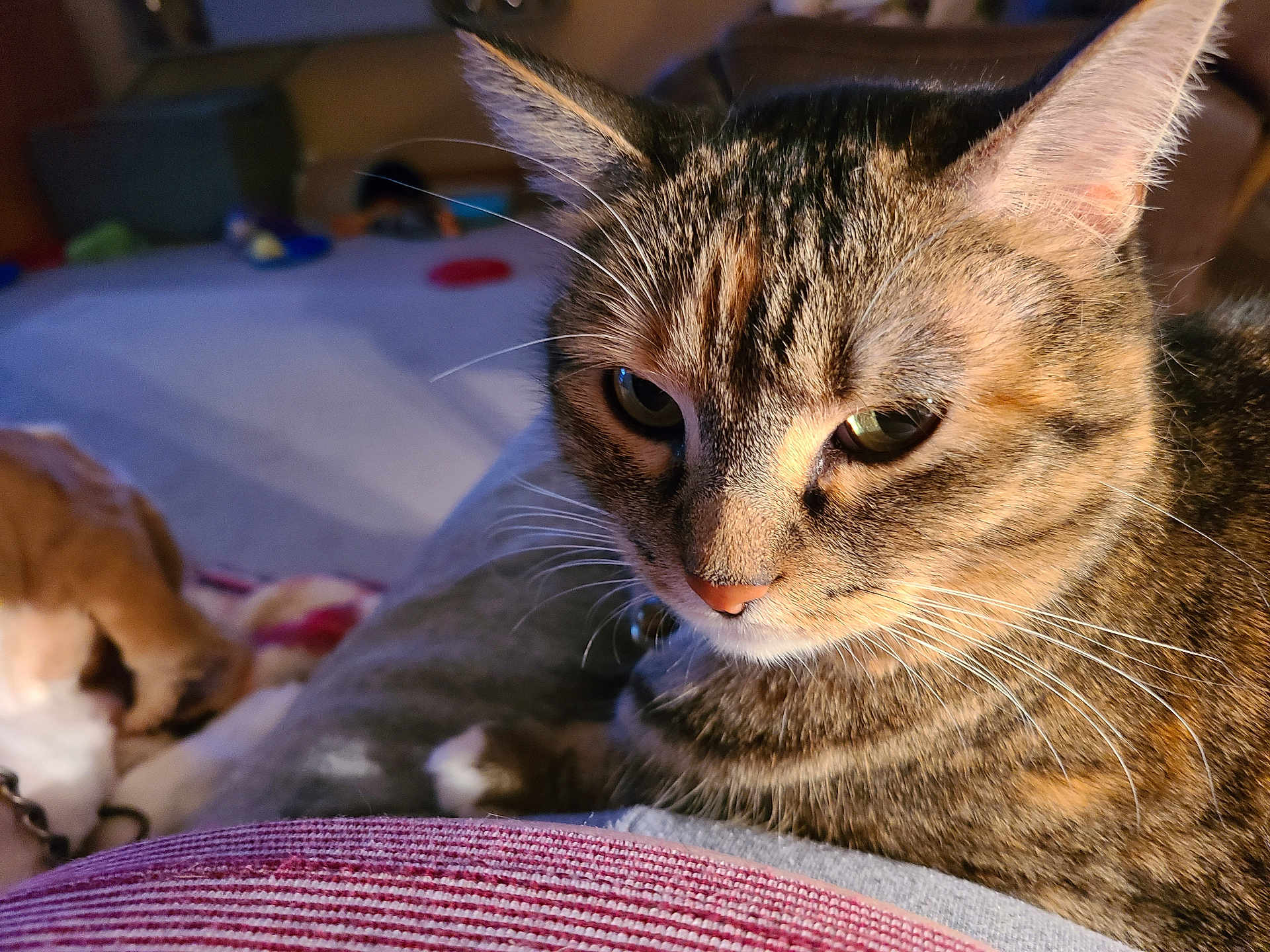 Tess joined the competition — help win amazing prizes! cat, tabby, close_up, indoor, pet, feline, whiskers, fur, relaxed, animal, companion, soft_light, cozy, domestic, mammal, face, ears, eyes, resting, background_blur