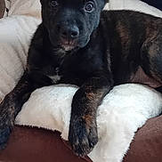 Vick a rejoint le concours — aidez-le/la à gagner de superbes lots ! puppy, dog, brindle, pet, indoor, bed, pillow, cozy, brown, black, fur, cute, animal, resting, looking, ears, floor, tile, young, domestic