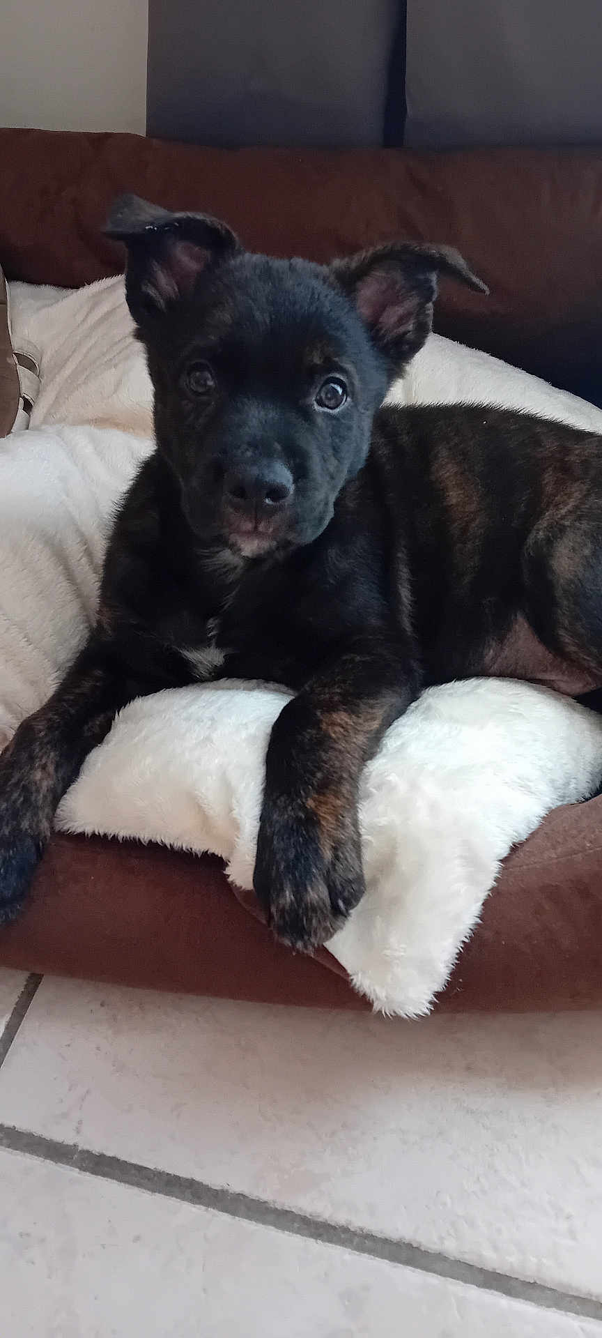 Vick a rejoint le concours — aidez-le/la à gagner de superbes lots ! puppy, dog, brindle, pet, indoor, bed, pillow, cozy, brown, black, fur, cute, animal, resting, looking, ears, floor, tile, young, domestic