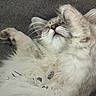 Babouille participe au concours pour gagner de l'argent avec cette photo : animal, cat, closeup, comfort, cozy, cute, ears, face, feline, fluffy, fur, indoor, nose, paw, pet, relaxed, resting, sleeping, soft, whiskers