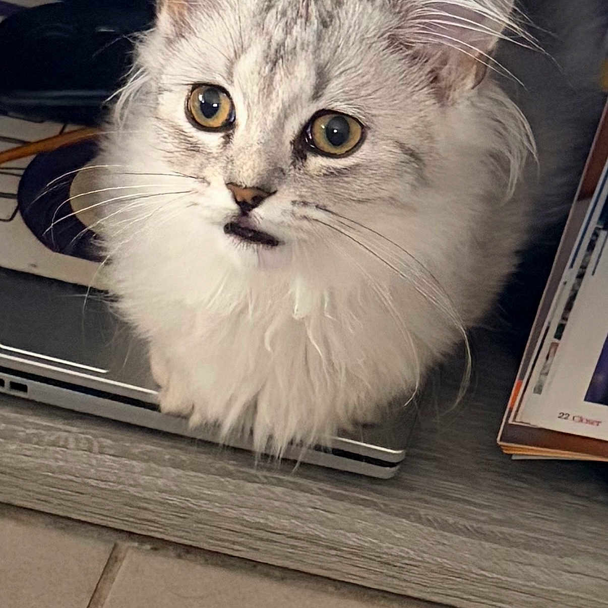 Babouille
