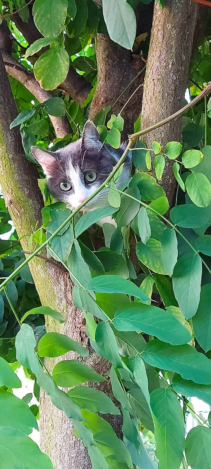 Stella a rejoint le concours — aidez-le/la à gagner de superbes lots ! branch, carnivore, cat, domestic_short_haired_cat, european_shorthair, felidae, green, kitten, leaf, plant, small_to_medium_sized_cats, tree, whiskers