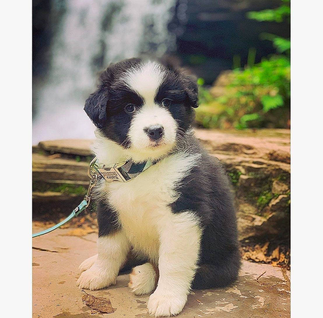 Bailey is registered to the contest to win money with this photo: australian_shepherd, border_collie, bucovina_shepherd_dog, canidae, carnivore, companion_dog, dog, dog_breed, herding_dog, karakachan_dog, landseer, mammal, miniature_australian_shepherd, old_english_sheepdog, puppy, pyrenean_mastiff, rare_breed_dog, vertebrate, working_dog