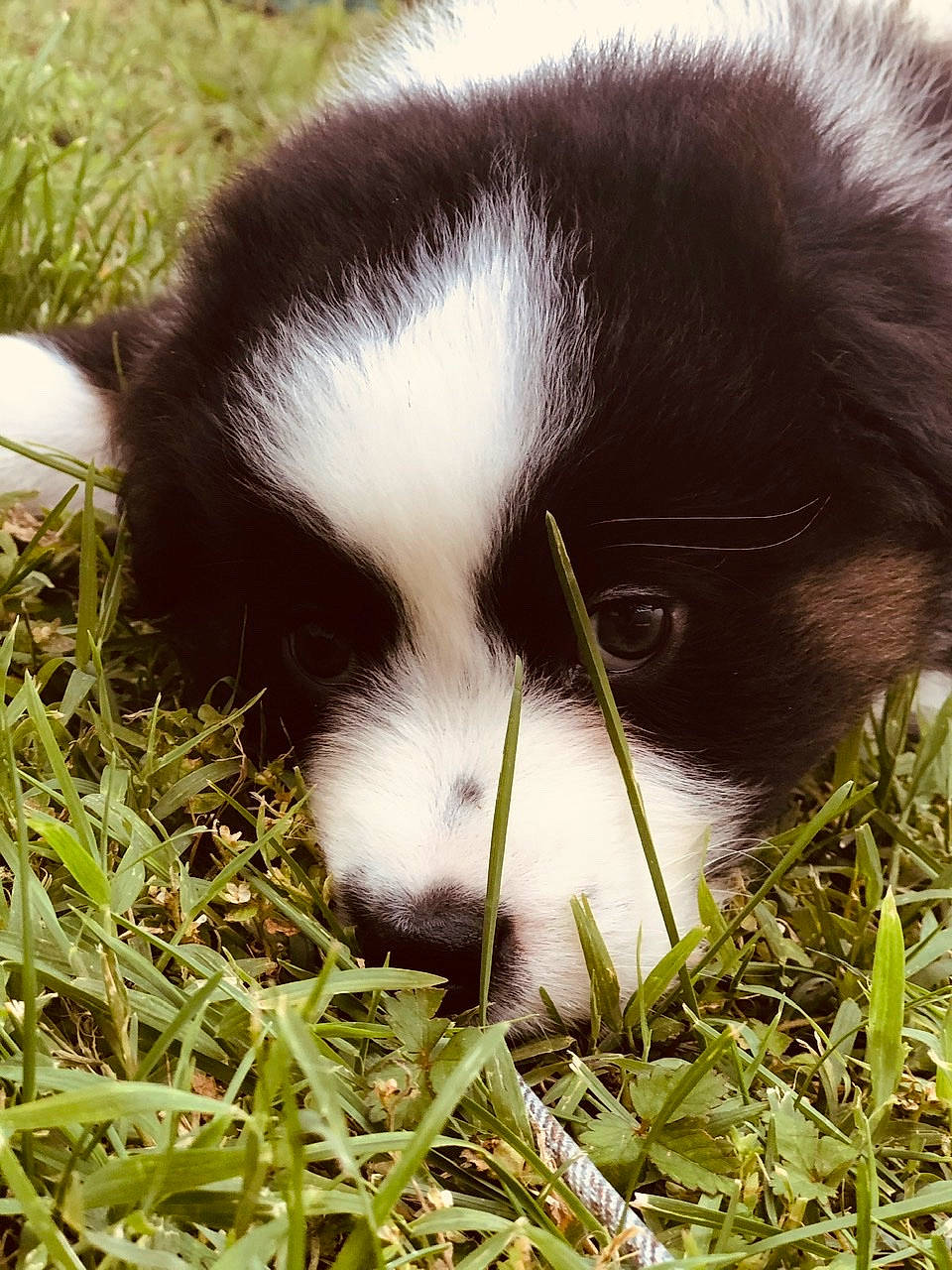 Bailey is registered to the contest to win money with this photo: border_collie, canidae, carnivore, companion_dog, dog, dog_breed, grass, mammal, puppy, snout, sporting_group, vertebrate