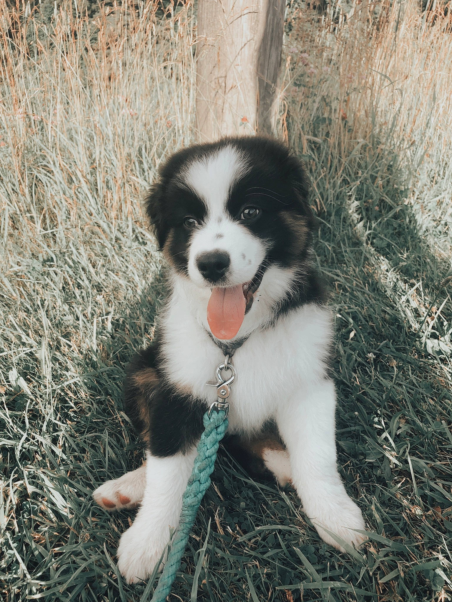 Bailey is registered to the contest to win money with this photo: australian_collie, border_collie, bucovina_shepherd_dog, canidae, carnivore, companion_dog, dog, dog_breed, english_shepherd, karakachan_dog, landseer, mammal, miniature_australian_shepherd, mucuchies, puppy, pyrenean_mastiff, rare_breed_dog, sporting_group, tornjak, vertebrate