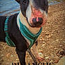 dog, bull_terrier, black_and_white, outdoor, water, lakeside, shoreline, pebbles, gravel, harness, collar, large_ears, short_hair, portrait, close_up, standing, animal, pet, daylight, text_overlay