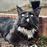 Venom participe au concours pour gagner de l'argent avec cette photo : cat, black_and_white, long_hair, fluffy, whiskers, yellow_eyes, tuxedo_cat, animal, pet, portrait, close_up, sitting, outdoor, garden, soil, plants, foliage, brick_wall, potted_plant, photography