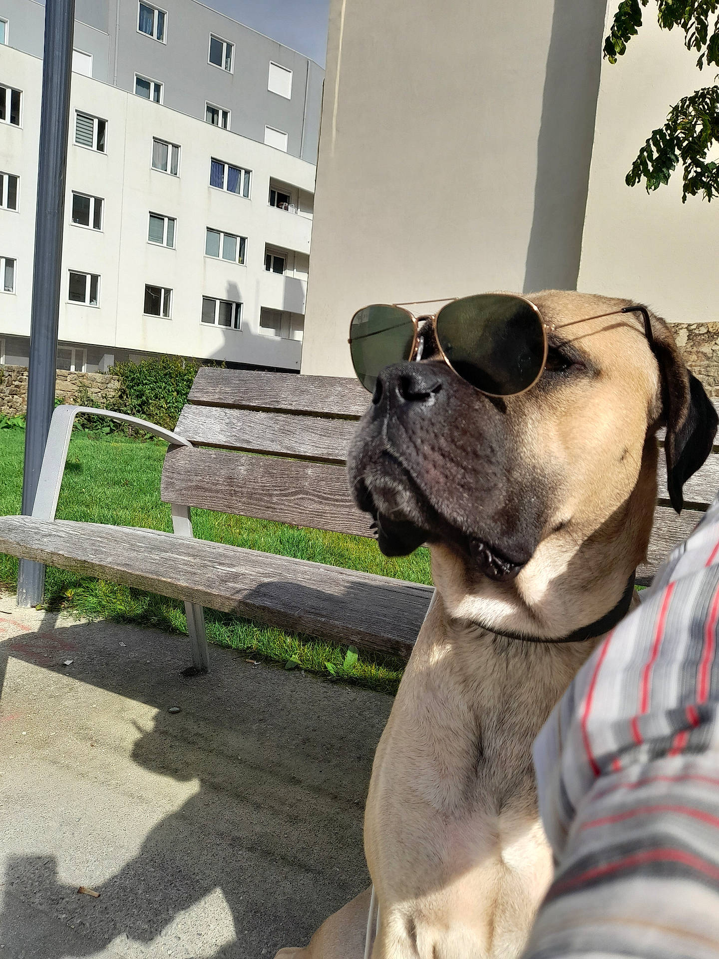 Ruben a rejoint le concours — aidez-le/la à gagner de superbes lots ! accessories, animal, architecture, bench, boxer, boy, building, bulldog, canine, child, city, dog, furniture, male, parkbench, person, pet, pug, sunglasses, wood