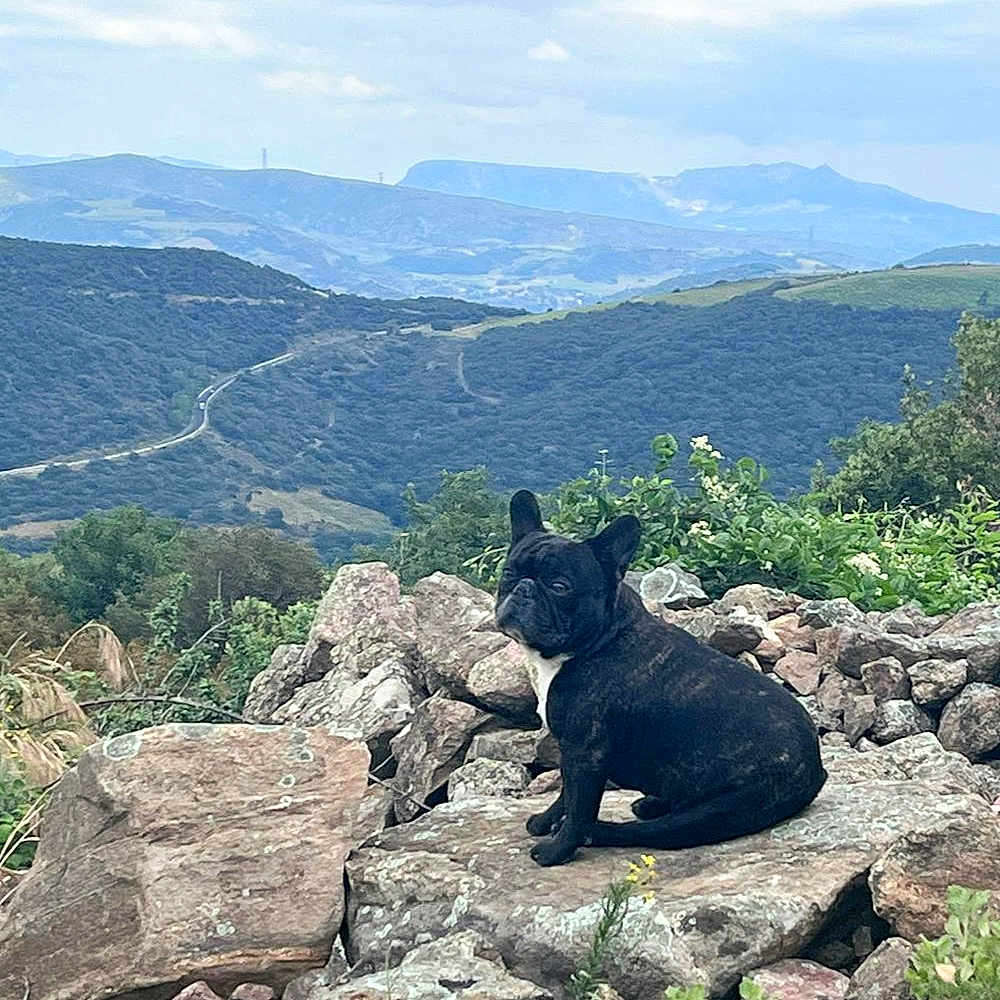 Baskia a rejoint le concours — aidez-le/la à gagner de superbes lots ! animal, canine, cloud, daytime, dog, french_bulldog, fur, greenery, hill, landscape, mammal, mountain, nature, outdoor, pet, rock, scenery, sitting, sky, wildlife