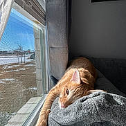 Dunkin is registered to the contest to win money with this photo: animal, blanket, cat, couch, cozy, curtain, daylight, feline, ginger_cat, home, indoor, outdoor_view, pet, relaxing, resting, screen, sleepy, snow, sunlight, window