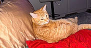 Dunkin joined the competition — help win amazing prizes! cat, orange_tabby, couch, pillow, blanket, indoor, living_room, furniture, relaxed, pet, animal, domestic_cat, red_blanket, gold_pillow, grey_couch, kitchen_background, household, cozy, resting, fur