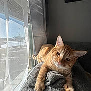 Dunkin joined the competition — help win amazing prizes! cat, ginger_cat, window, sunlight, blanket, curtain, indoor, relaxing, pet, feline, cozy, sleepy, home, soft_texture, resting, animal, daylight, warm_light, comfort, orange