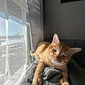 Dunkin joined the competition — help win amazing prizes! animal, blanket, cat, comfort, cozy, curtain, daylight, feline, ginger_cat, home, indoor, orange, pet, relaxing, resting, sleepy, soft_texture, sunlight, warm_light, window