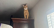 Dunkin is registered to the contest to win money with this photo: animal, blinds, cabinet, cat, ceiling, chair, curious, domestic, furniture, ginger_cat, home, indoor, light, looking_up, pet, quiet, shadow, wall, window, wood