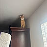 Dunkin is registered to the contest to win money with this photo: cat, ginger_cat, furniture, cabinet, indoor, window, blinds, chair, wall, ceiling, wood, pet, curious, looking_up, light, shadow, home, quiet, domestic, animal