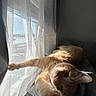 Dunkin is registered to the contest to win money with this photo: cat, ginger_cat, stretching, window, curtains, sunlight, indoor, blanket, cozy, relaxed, feline, pet, home, daylight, shadow, fur, paw, resting, soft_texture, snow_outside