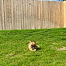 dog, french_bulldog, tennis_ball, grass, yard, fence, outdoor, sunny, tongue_out, pet, animal, playful, greenery, daylight, canine, cute, resting, happy, summer, blue_sky