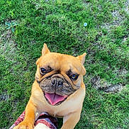 Lucky joined the competition — help win amazing prizes! french_bulldog, dog, pet, happy, tongue_out, grass, outdoor, paw, person, legs, brown_dog, canine, cute, smiling, playful, animal, companion, sunlight, summer, friendly