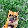 french_bulldog, dog, pet, happy, tongue_out, grass, outdoor, paw, person, legs, brown_dog, canine, cute, smiling, playful, animal, companion, sunlight, summer, friendly