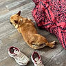 dog, brown_dog, floor, wooden_floor, sneakers, white_sneakers, red_sneakers, blanket, red_blanket, patterned_blanket, pet, lying_down, relaxed, indoor, flooring, animal, cozy, resting, paw, canine