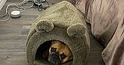 Lucky joined the competition — help win amazing prizes! dog, pet_cave, furry_bed, wooden_floor, bed, bedspread, brown, cozy, indoor, tangled_cables, wall, corner, resting, cute, animal, canine, portrait, small_space, home, furniture