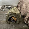 dog, pet_cave, furry_bed, wooden_floor, bed, bedspread, brown, cozy, indoor, tangled_cables, wall, corner, resting, cute, animal, canine, portrait, small_space, home, furniture